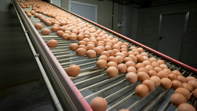 Escândalo dos ovos contaminados