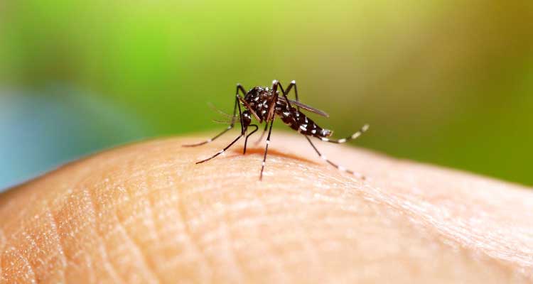 Cidade italiana registra casos de Chikungunya