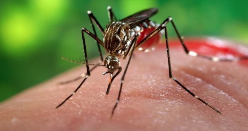 Roma registra 4 casos de Chikungunya