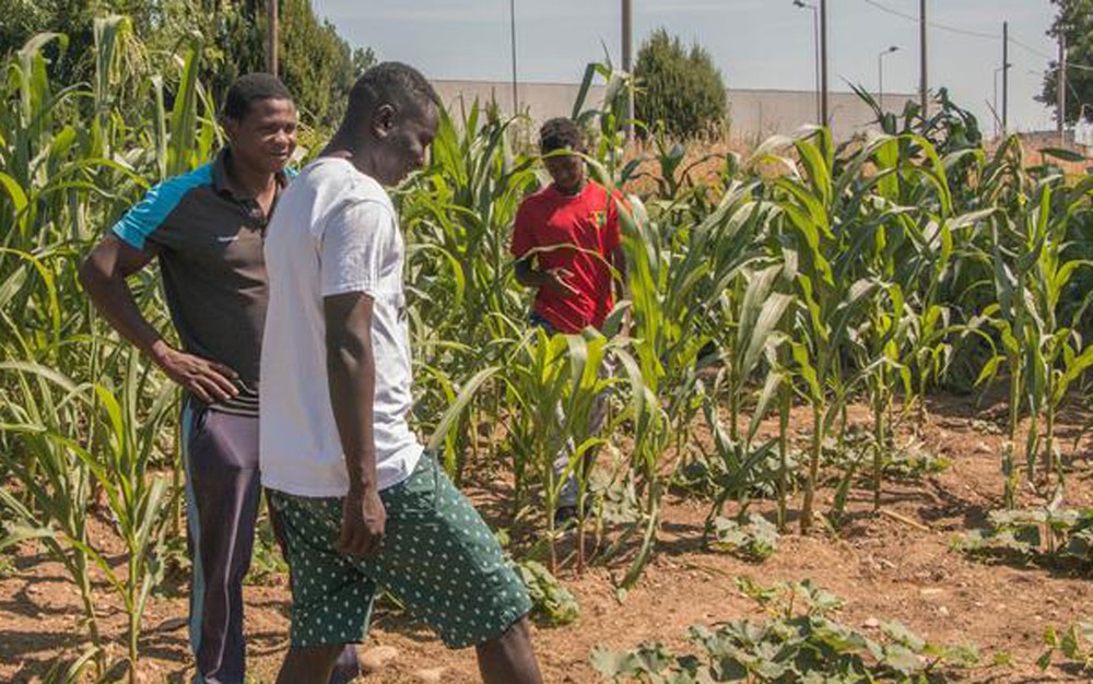 Refugiados impulsionam cultivo orgânico na Itália