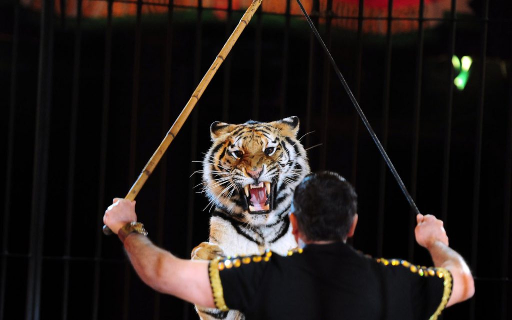 Domador de tigres da Itália é morto pelos animais durante treinamento