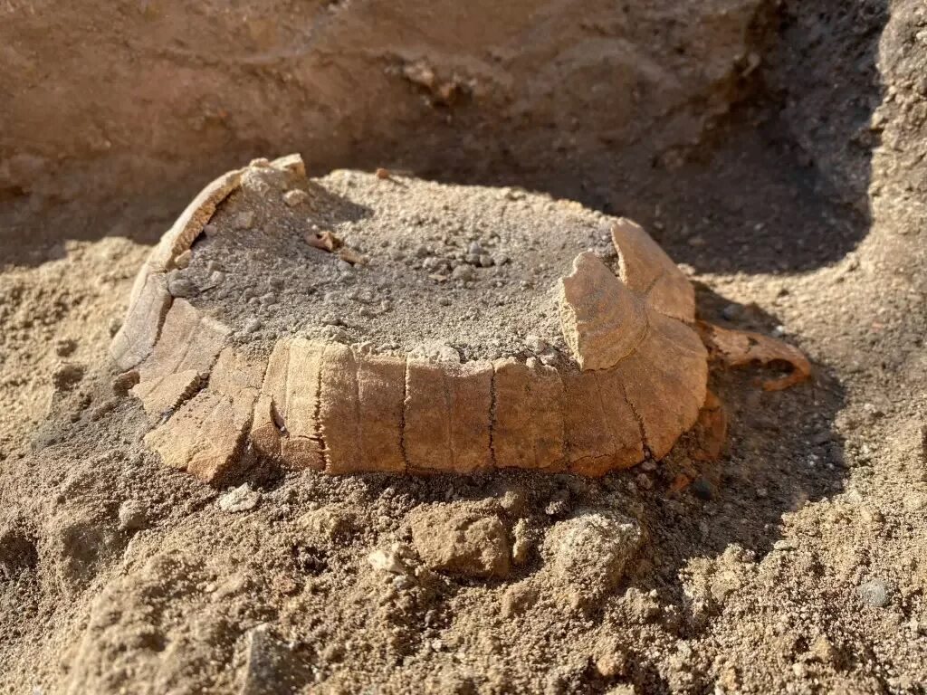 Arqueólogos descobrem restos de tartaruga grávida nas ruínas de Pompeia