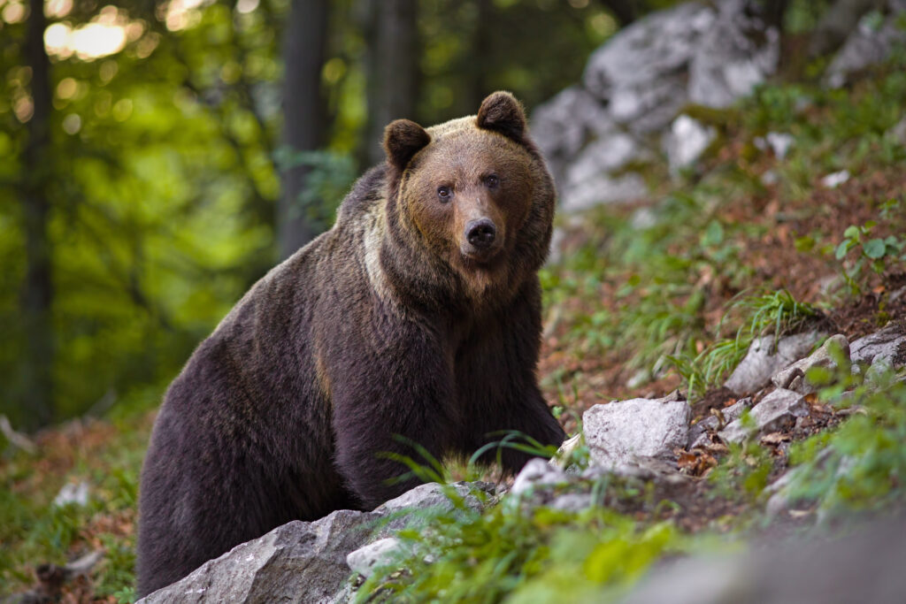 Autoridades italianas capturam ursa que matou corredor no Trentino-Alto Ádige