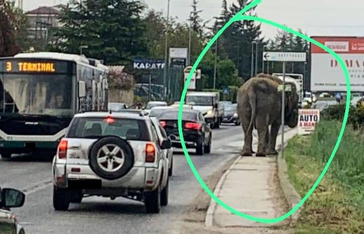 Elefante é levado para passear em meio ao trânsito na Itália e provoca fúria de ativistas