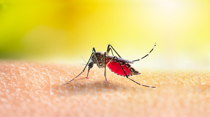 Itália registra aumento no número de infecções transmitidas por mosquitos