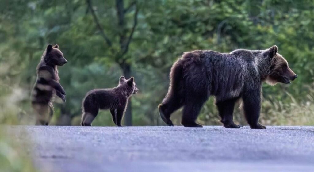 Itália suspende tentativas de resgate de filhotes de ursa morta a tiros em Abruzzo