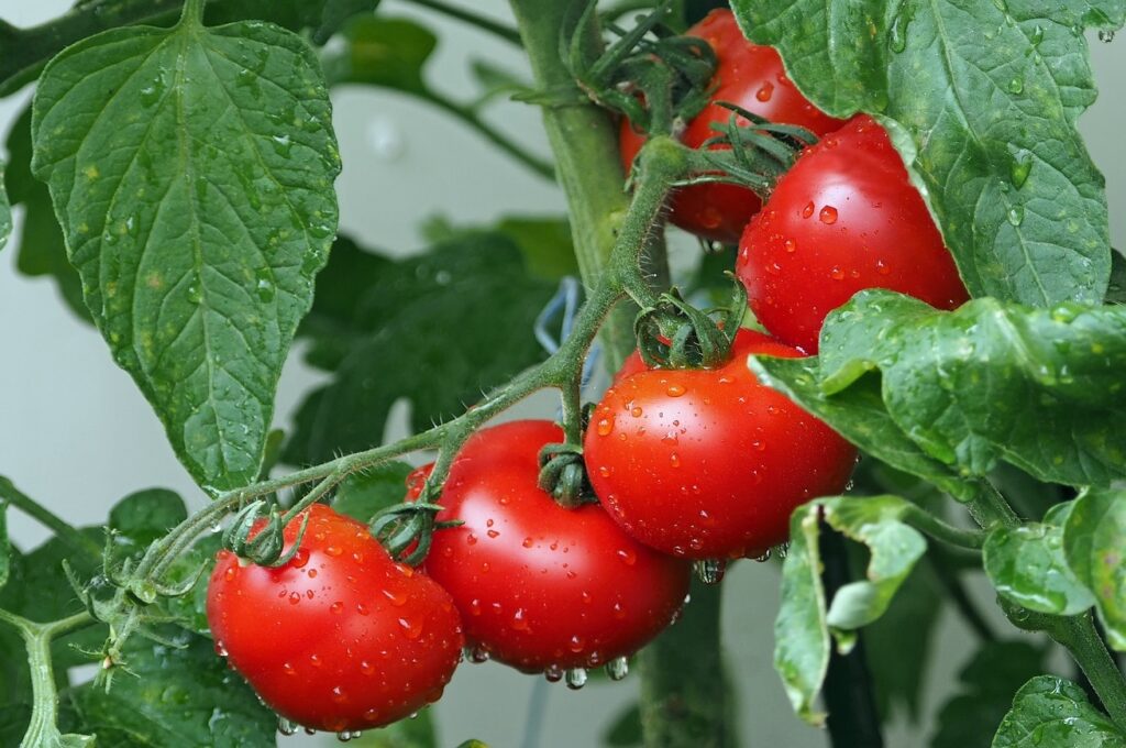 ‘Meu Tomatì’: campanha leva delegação brasileira para visitar produtores de tomate na Itália
