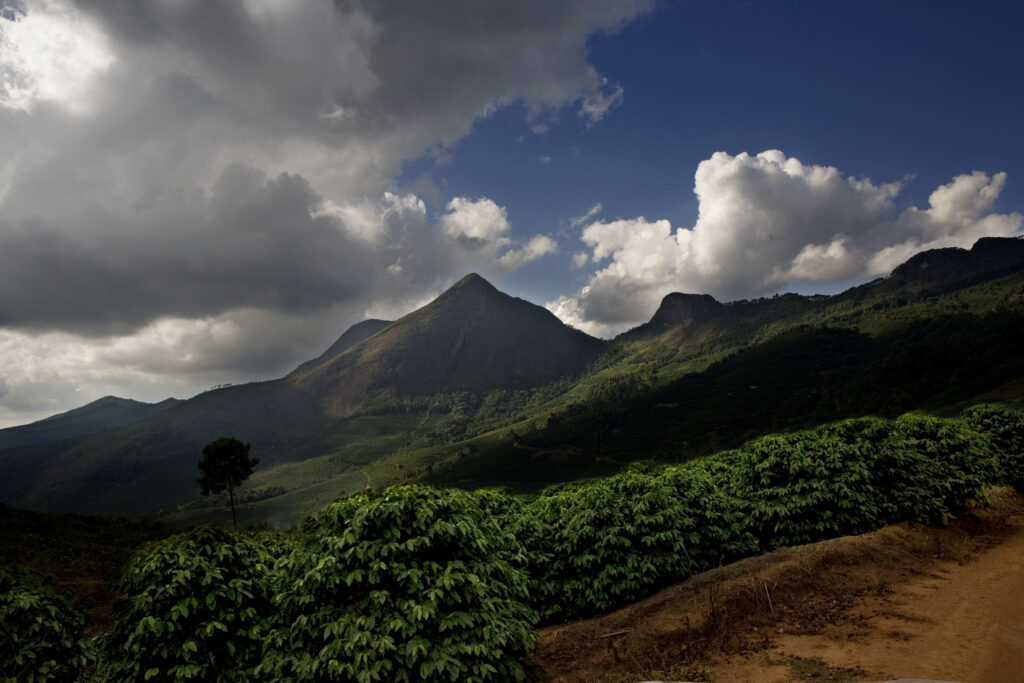 Illycaffè lança primeiro café proveniente de agricultura regenerativa 1